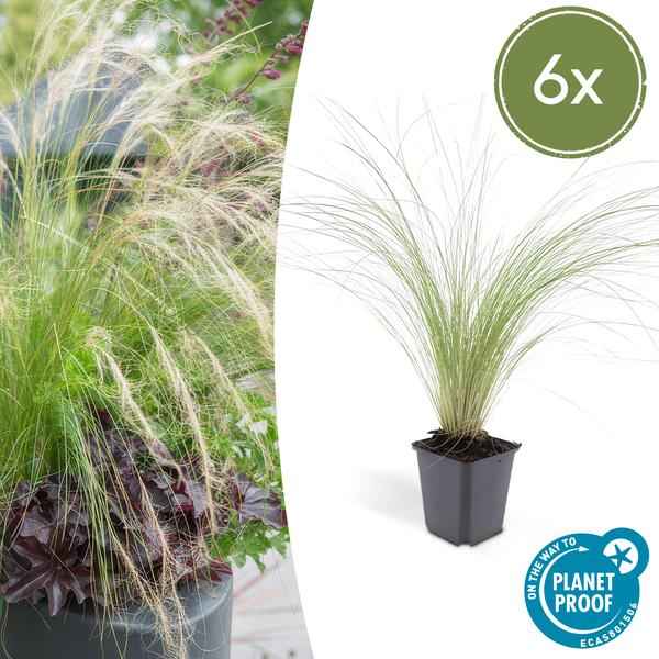 Image of Federgras – Stipa tenuissima 'Pferdeschwänze' – ↕10-25cm – Ø9cm – 6 Pflanzen – Luftiges Ziergras – Sonne – Pflegeleicht – Blühend von Mai bis Septembe