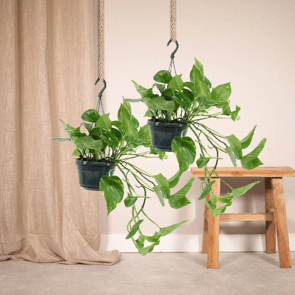 Image of Efeutute Epipremnum Aureum Scindapsus Zimmerpflanze Ø15cm ↕25cm – pflegeleichte Grünpflanze für Wohnzimmer, Büro & helle Standorte kaufen-1