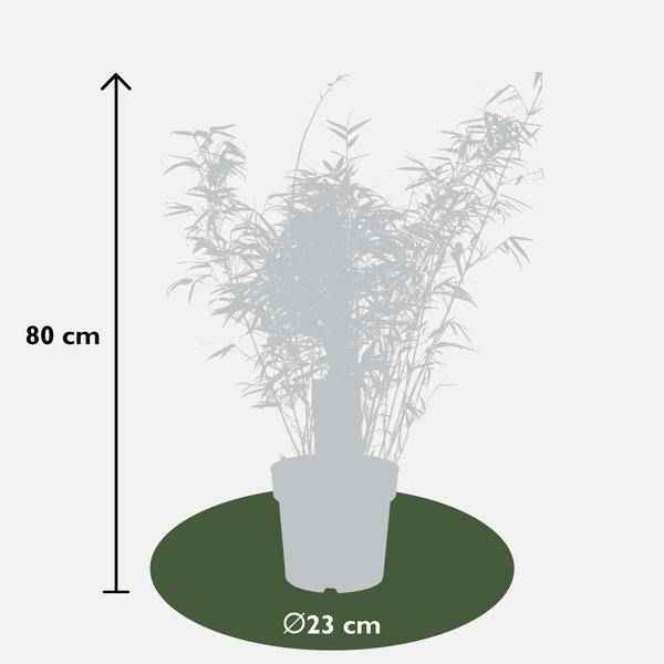Image of Schirmbambus Fargesia rufa 3er – Set Ø23cm ↕80cm – hochwertiges Produkt für Pflanzen, Garten, Zuhause, Dekoration & moderne Einrichtung-4