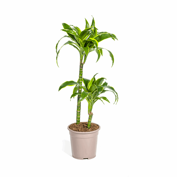 Image of Dracaena deremensis ‘Dorado’ – Drachenbaum – Zimmerpflanze Ø19cm – 70–90cm hoch – Pflegeleichte Grünpflanze mit dunkelgrünen Blättern & gelbem Rand – Luftreinigend-0