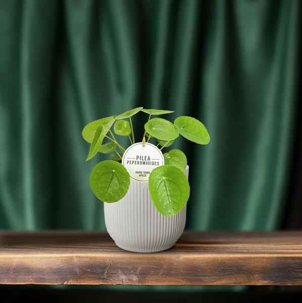 Image of Chinesischer Geldbaum Pilea Peperomioides Zimmerpflanze Ø13cm ↕20cm – pflegeleichte Grünpflanze für Wohnzimmer, Büro & helle Standorte kaufen