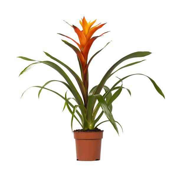 Image of Bromelie – Guzmania Variada – Zimmerpflanze – Ø12cm – ↕50cm – Exotische Blühpflanze für Innenräume – Pflegeleicht & dekorativ-0