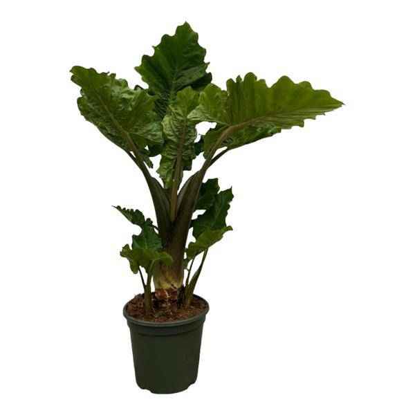 Image of Alocasia Low Raider – Pfeilblatt – Exotische Zimmerpflanze mit blaugrünen Blättern – Höhe ca. 75cm – Ø26cm-0