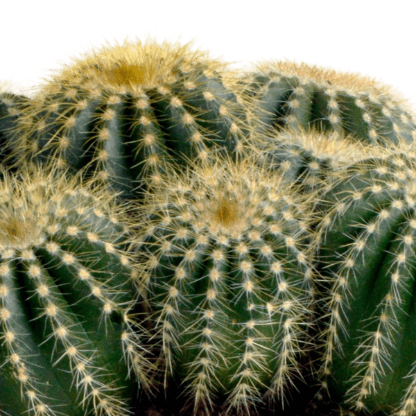 Image of Kaktus – Eriocactus warasii – Ø12cm – Zimmerpflanze & Sukkulente – Kugelkaktus mit feinen gelben Stacheln – Pflegeleicht & dekorativ-2
