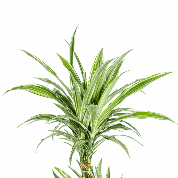 Image of Dracaena Deremensis White Stripe – Drachenbaum – Ø19cm – ↕70-90cm – Elegante Zimmerpflanze mit weißen Blattstreifen – Pflegeleicht & luftreinigend-1