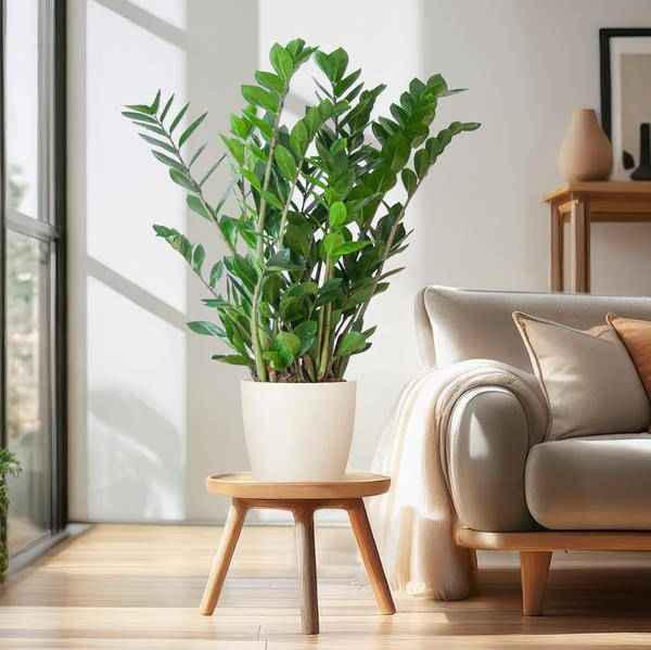 Image of Zamioculcas Zamiifolia Glücksfeder – robuste Zimmerpflanze ↕80cm Ø21cm – pflegeleichte Smaragdpalme im nachhaltigen Viber Topf Weiß