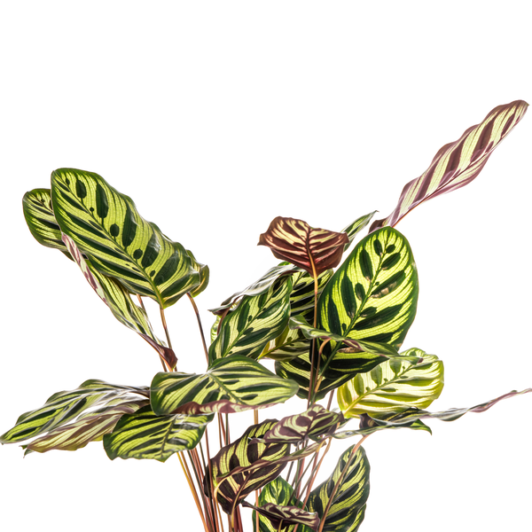 Image of Calathea Makoyana Pfauen – Korbmaranthe – Zimmerpflanze Ø17cm – ca. 40-50cm hoch – Dekorative Blätter mit roter Unterseite-1