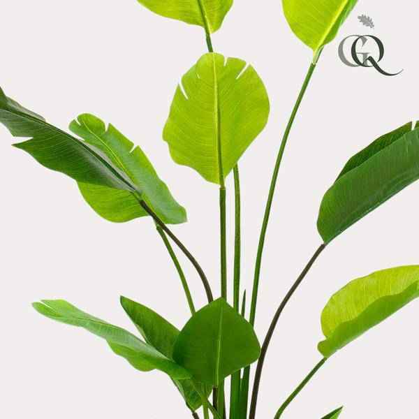 Image of Kunstpflanze Strelitzia Nicolai – Paradiesvogelblume – 150cm – künstliche Pflanze mit realistischen Blättern – Deko-Pflanze für Zimmer & Büro-1