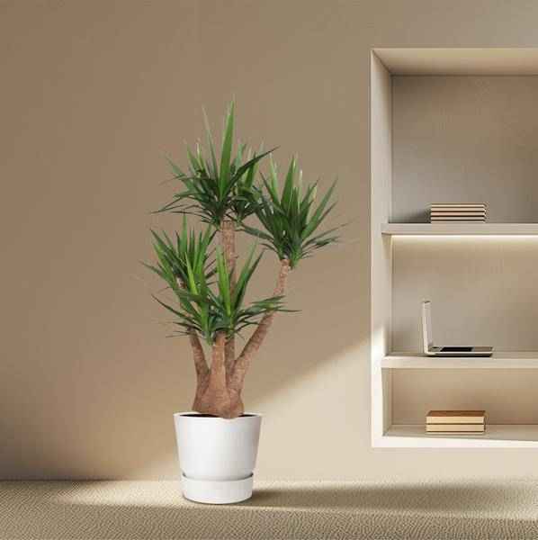 Image of Riesen – Palmlilie – Yucca Elephantipes verzweigt – Zimmerpflanze 170cm – Ø45cm – Pflegeleichte Grünpflanze mit langen, spitzen Blättern-3
