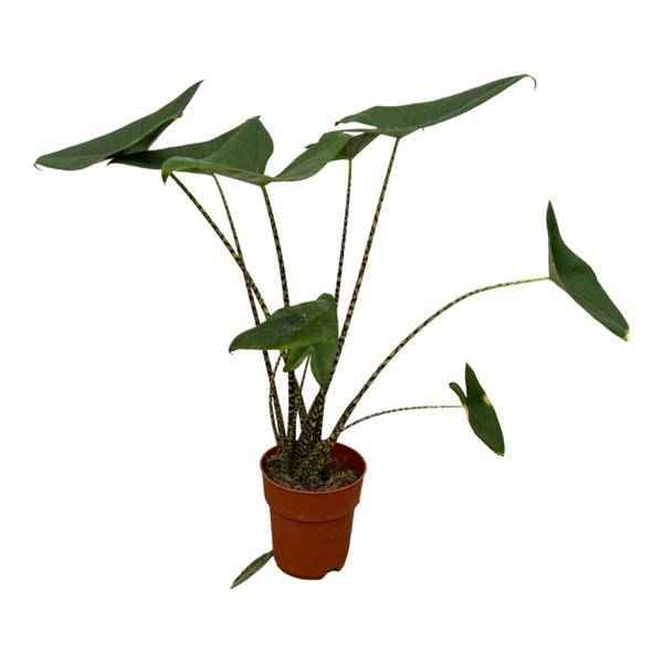 Image of Alocasia Zebrina – Tiger – Pfeilblatt – Exotische Zimmerpflanze – Ø21cm – Höhe ca. 100cm-0