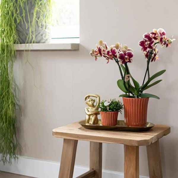 Image of Überraschungsbox Orchideen Ø9cm – pflegeleichtes Pflanzen Set für Urban Jungle, Fensterbank, Wohnzimmer & Büro-4