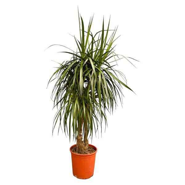 Image of Drachenbaum Dracaena Anita Variegata Zimmerpflanze 190cm Große Grünpflan Zimmerpflanze ↕190cm – pflegeleichte Grünpflanze für Wohnzimmer, Büro-0