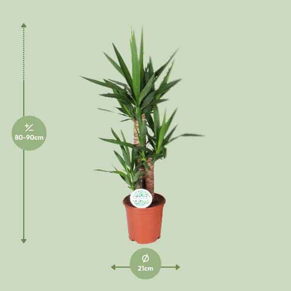 Image of Palmlilie – Yucca – Zimmerpflanze – Ø21cm – ca. 90cm hoch – pflegeleichte Grünpflanze für Wohnzimmer Büro Flur