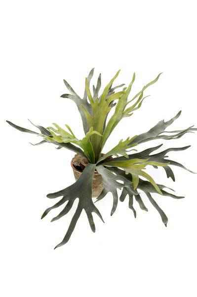 Image of Kunstpflanze Hirschhorn Farn – Geweihfarn – 50cm – künstliche Zimmerpflanze mit realistischen Blättern – Deko-Pflanze für Zimmer & Büro – pflegefrei