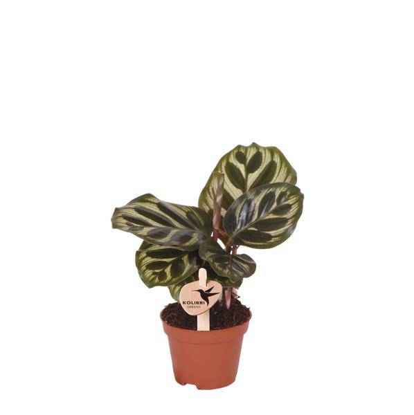 Image of Calathea Makoyana – Pfauen – Korbmarante – Ø6cm – Luftreinigende Zimmerpflanze mit exotischem Blattmuster – Tropische Grünpflanze für Innenräume-0