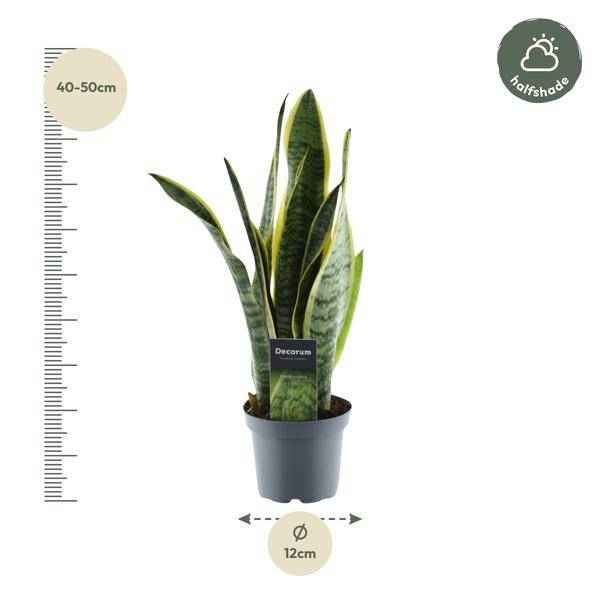 Image of Sansevieria Laurentii – Bogenhanf – Zimmerpflanze – Pflegeleichte Grünpflanze – Luftreinigend – Exotische Blattschmuckpflanze – Ø12cm – ↕45cm