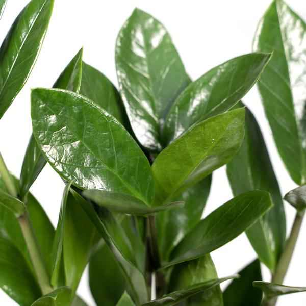 Image of Glücksfeder Zamioculcas – Pflegeleichte Zimmerpflanze – Höhe ca. 35cm – Ø12cm – Immergrün & robust – Für Büro & Wohnung