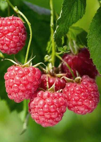 Image of Himbeere Rubus idaeus 'Malling Promise' – Selbstbestäubende Sommer-Himbeere – 100% biologisch – Ø13cm – ca. 45cm Höhe – Leckere rote Früchte