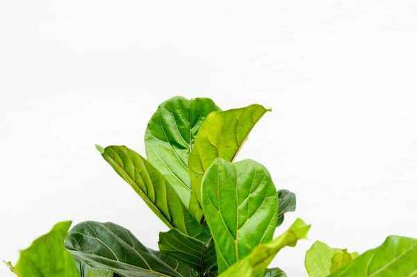 Image of Geigen – Feige – Ficus Lyrata – Zimmerpflanze 200cm – Ø40cm – XXL – Designpflanze mit großen geigenförmigen Blättern – Pflegeleicht-1
