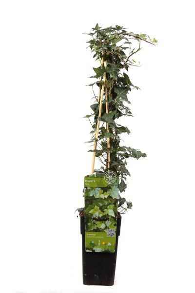 Image of Gemeiner Efeu – Hedera helix – Ø15cm – ca. 65cm hoch – Immergrüne Kletterpflanze – Winterhart & pflegeleicht – Für Fassade, Zaun & Pergola-0