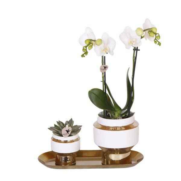 Image of Pflanzenset – Weiße Orchidee & Sukkulente im goldenen Deko – Set – Inklusive Le Chic Ziertöpfen & Tablett – Elegante Zimmerpflanzen – Kombi