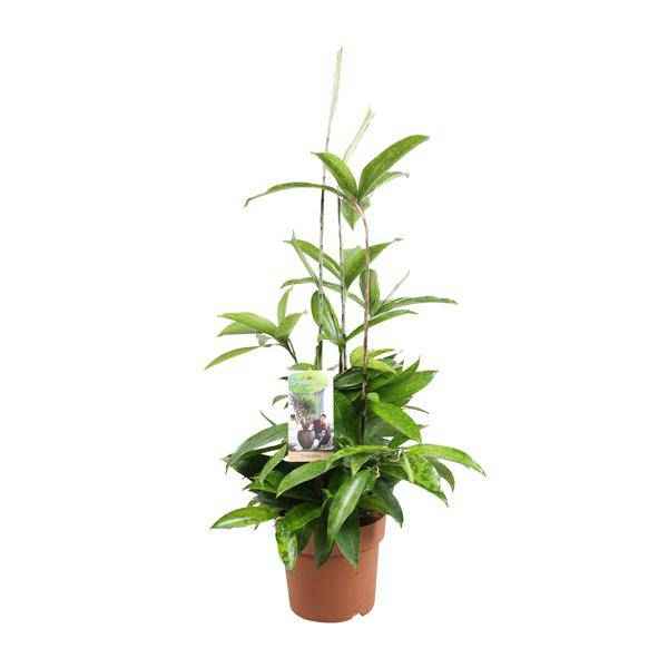 Image of Drachenbaum Dracaena Surculosa Zimmerpflanze Ø17cm ↕55cm – pflegeleichte Grünpflanze für Wohnzimmer, Büro & helle Standorte kaufen