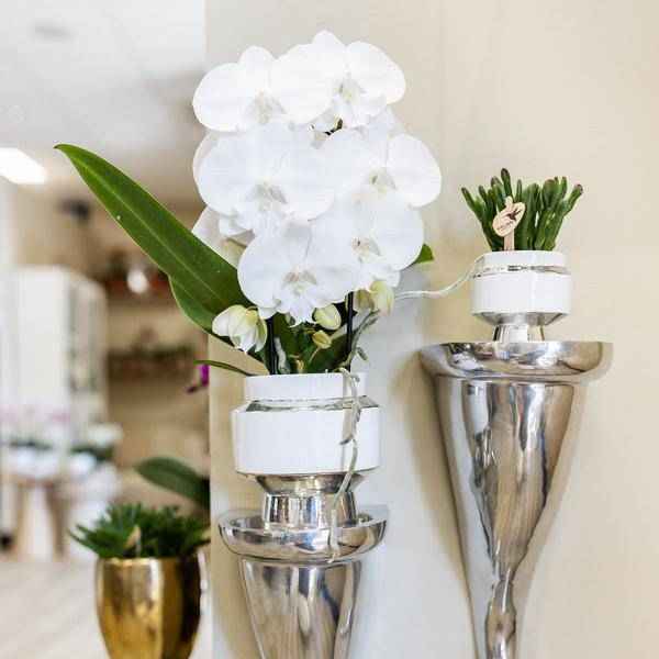 Image of Rhipsalis 2er – Set in silbernen Le Chic Keramiktöpfen – Ø9cm – Stilvolle Zimmerpflanzen – Pflegeleichte Kakteen im eleganten Design-2