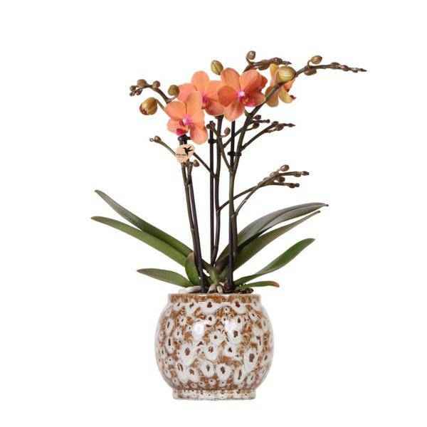 Image of Orange Phalaenopsis Orchidee – Mineral Bolzano – Ø9cm Safari Keramiktopf – Blühende Zimmerpflanze mit 2-3 Zweigen – Elegante Deko für Zuhause & Büro-0