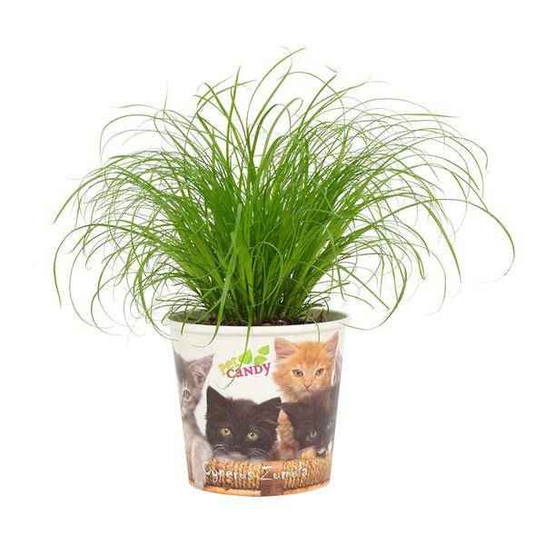 Image of Katzengras – Cyperus Zumula – Wechselblättriges Zyperngras – Ø12cm – ↕23cm – Zimmerpflanze für Katzen – Natürliche Verdauungshilfe & Dekopflanze