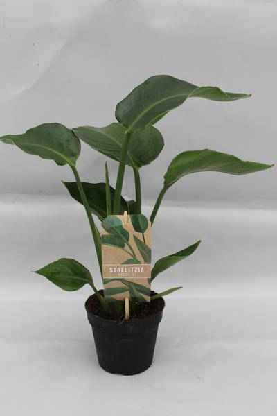 Image of Baum – Strelitzie Strelitzia Nicolai Zimmerpflanze Ø13cm ↕35cm – tropische Grünpflanze für Wohnzimmer, Büro & helle Standorte kaufen-0
