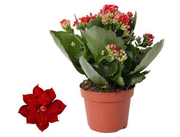 Image of Kalanchoe Rosalina Don Justino Rot – Flammendes Käthchen – Zimmerpflanze Ø12cm ↕27cm – Leuchtend rote Blüten – Pflegeleicht & dekorativ-0