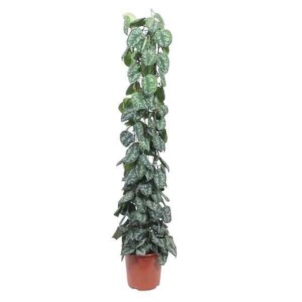 Image of Efeutute Scindapsus Pictus Trebie Zimmerpflanze Ø27cm ↕160cm – pflegeleichte Grünpflanze für Wohnzimmer, Büro & helle Standorte kaufen