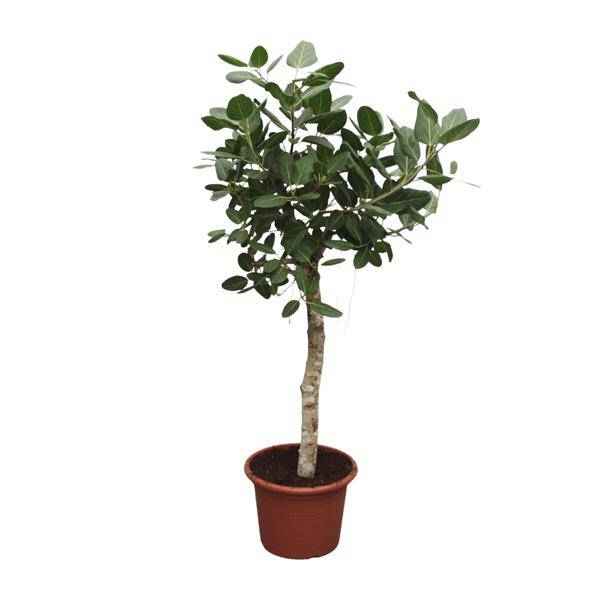 Image of Banyan – Feige Ficus Benghalensis – 200cm hoch – Ø50cm – Exklusive Zimmerpflanze mit großen glänzenden Blättern – pflegeleicht – für Zimmer & Büro-0