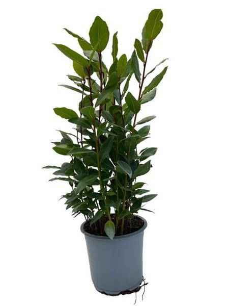 Image of Echter Lorbeer Laurus nobilis – Zimmerpflanze – Ø14cm – Höhe ca. 35cm – Würzpflanze & immergrüne Kübelpflanze – Für Küche, Balkon & Terrasse-0