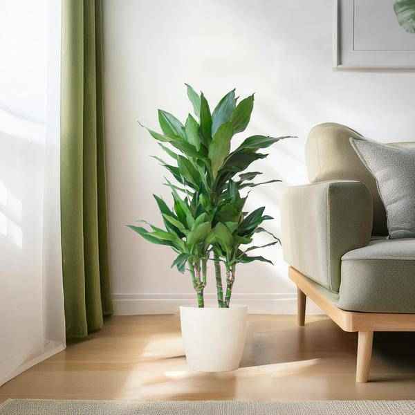 Image of Dracaena Janet Lind 95cm – Drachenbaum Zimmerpflanze Ø21cm im weißen Viber Topf – pflegeleichte luftreinigende Grünpflanze für Wohnzimmer und Büro