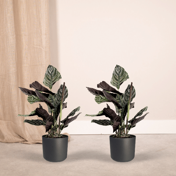 Image of Pfauenpflanze Calathea Ornata – 2 Pflanzen– tropische Zimmerpflanze – Ø14cm – ↕50cm – dekorative Grünpflanze für halbschattige Standorte-1