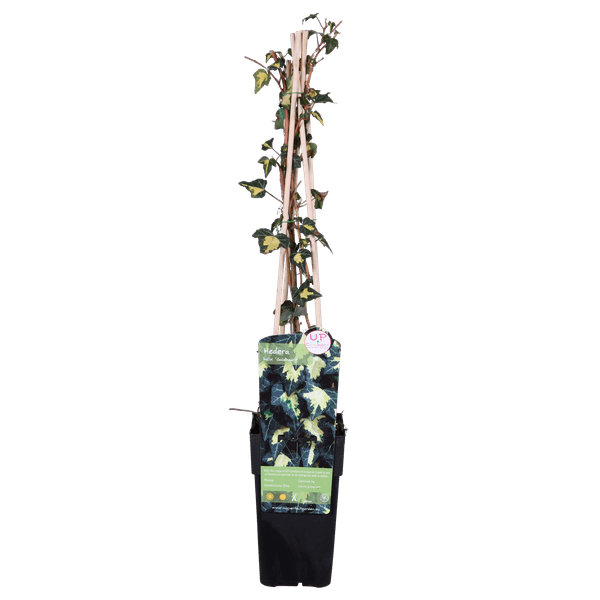 Image of Gold – Efeu – Hedera helix ‘Goldheart’ – Ø15cm – ca. 65cm hoch – Immergrüne & winterharte Kletterpflanze mit gelbgrünen Blättern-1