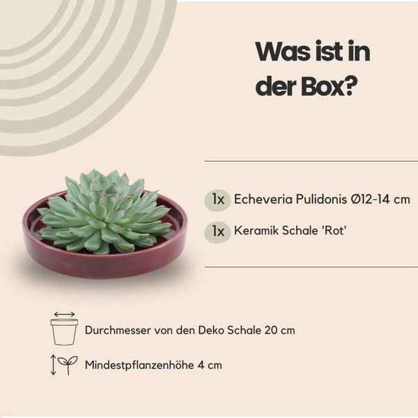 Image of Sukkulente Echeveria Pulidonis Rootless Zimmerpflanze Ø20cm ↕5cm – pflegeleichte Sukkulente für Wohnzimmer, Büro & helle Standorte kaufen-4