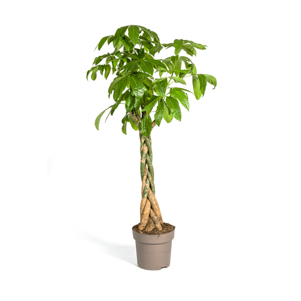 Image of Glückskastanie – Pachira Aquatica – Zimmerpflanze – Ø30cm – Höhe 160-180cm – Geflochtener Stamm & glänzende Blätter – Exotisch & pflegeleicht-0