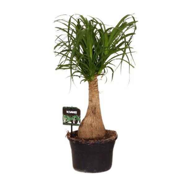 Image of Elefantenfuß Beaucarnea Nolina – Ø19cm – ↕60cm – Pflegeleichte Zimmerpflanze mit luftreinigenden Eigenschaften
