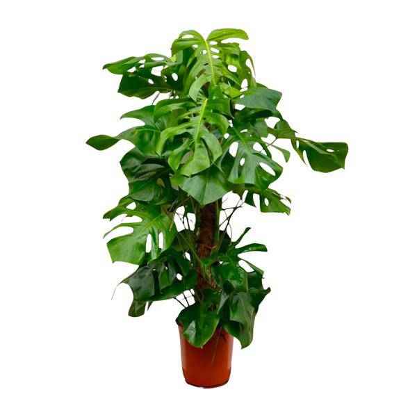 Image of Monstera Deliciosa – Köstliches Fensterblatt – Zimmerpflanze 140cm – Ø24cm – Tropische XXL – Pflanze mit großen grünen Blättern – Pflegeleicht-0