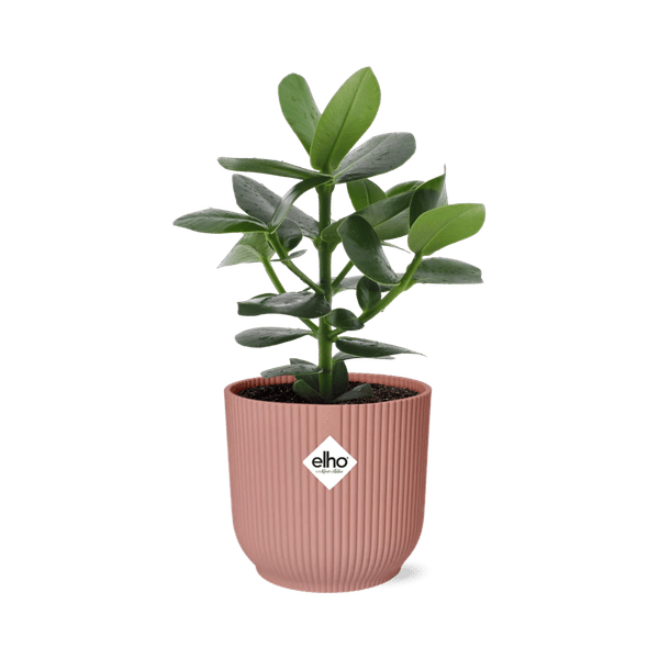 Image of Balsamapfel Clusia Princess – Autogrammbaum – Zimmerpflanze inkl. Ziertopf Vibes Fold Rosa Ø14cm – Grünpflanze mit dicken Blättern-0