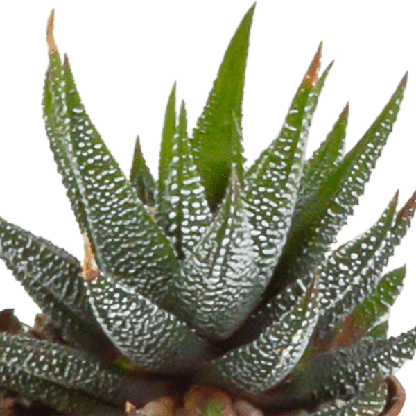 Image of Sukkulenten Mix Gasteria & Haworthia – 5 Pflanzen – Ø5,5cm Zimmerpflanzen im weißen Topf – Verschiedene Mini – Sukkulenten