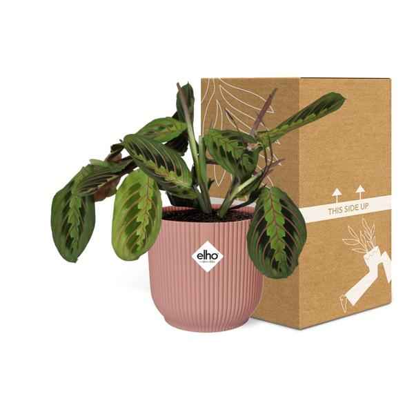 Image of Pfeilwurz Maranta Leuconeura Fascinator Tricolor Zimmerpflanze Ø14cm ↕25cm mit dekorativem Übertopf – pflegeleichte Grünpflanze für Wohnzimmer-2