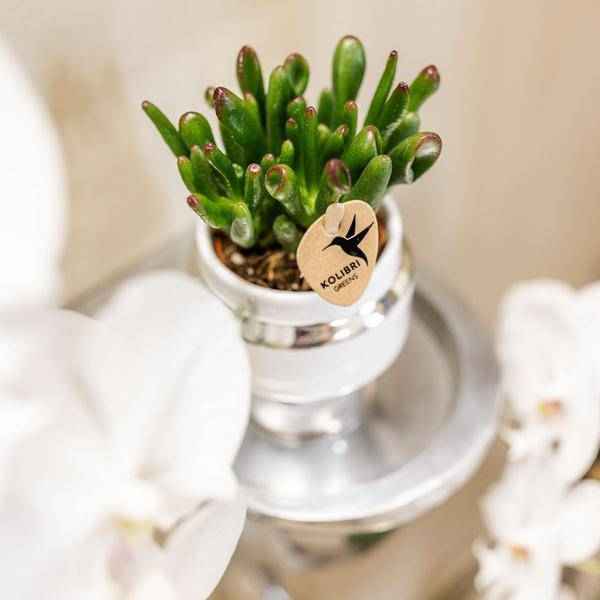 Image of Rhipsalis 2er – Set in silbernen Le Chic Keramiktöpfen – Ø9cm – Stilvolle Zimmerpflanzen – Pflegeleichte Kakteen im eleganten Design-1