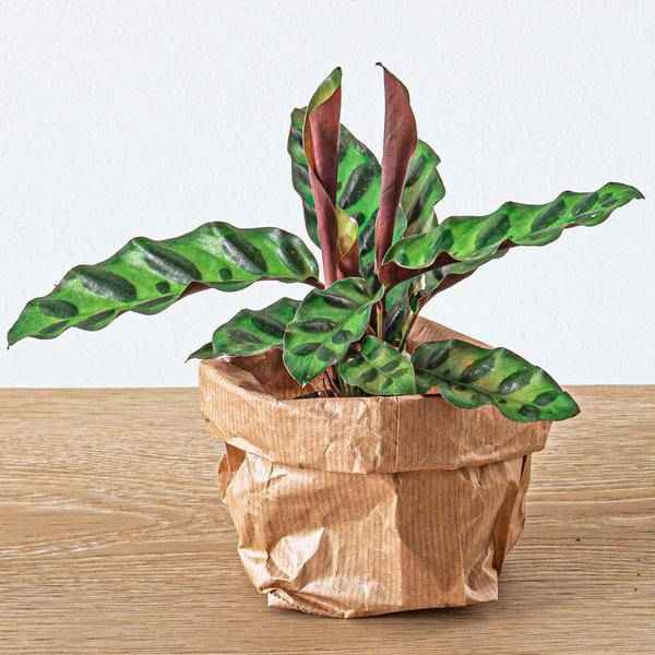 Image of Pfauenpflanze Calathea Lancifolia Zimmerpflanze Ø6cm – pflegeleichte Grünpflanze für Wohnzimmer, Büro & helle Standorte kaufen-2