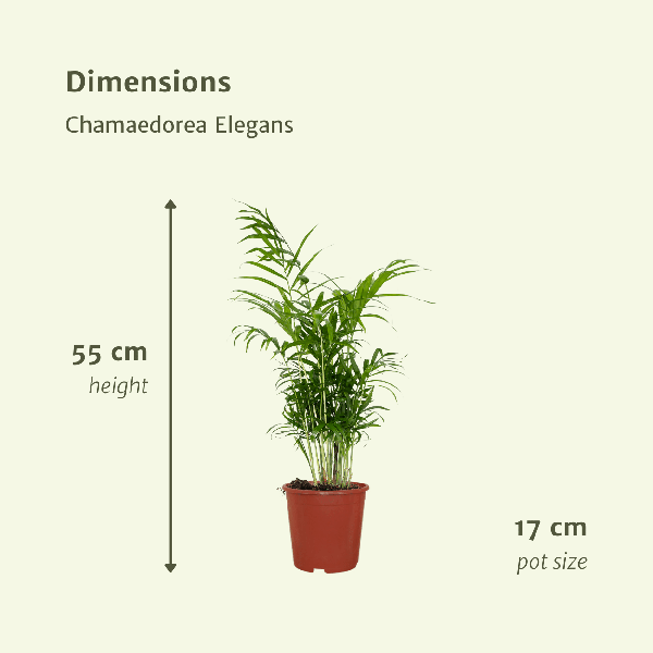 Image of Mexikanische Bergpalme Chamaedorea Elegans Zimmerpflanze Ø17cm ↕55cm – tropische Grünpflanze für Wohnzimmer, Büro & helle Standorte kaufen-3