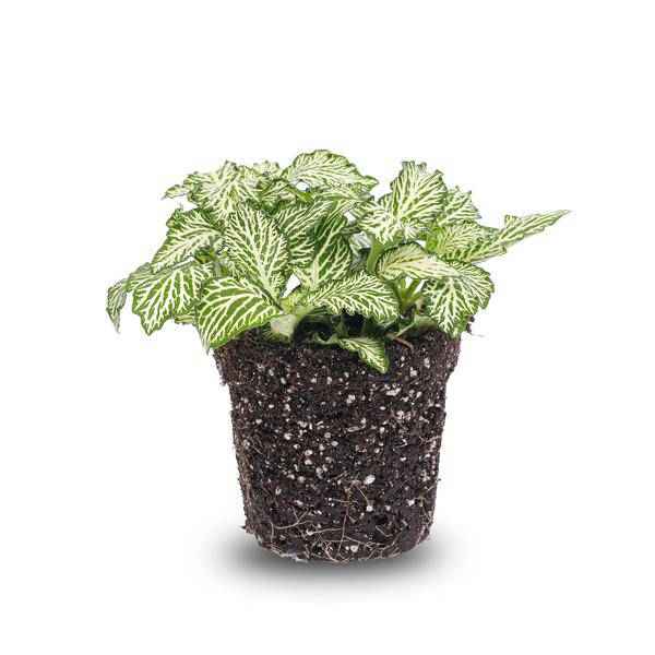 Image of Mosaikpflanze Fittonia White Weißer Tiger Zimmerpflanze Ø8cm – pflegeleichte Grünpflanze für Wohnzimmer, Büro & helle Standorte kaufen-0