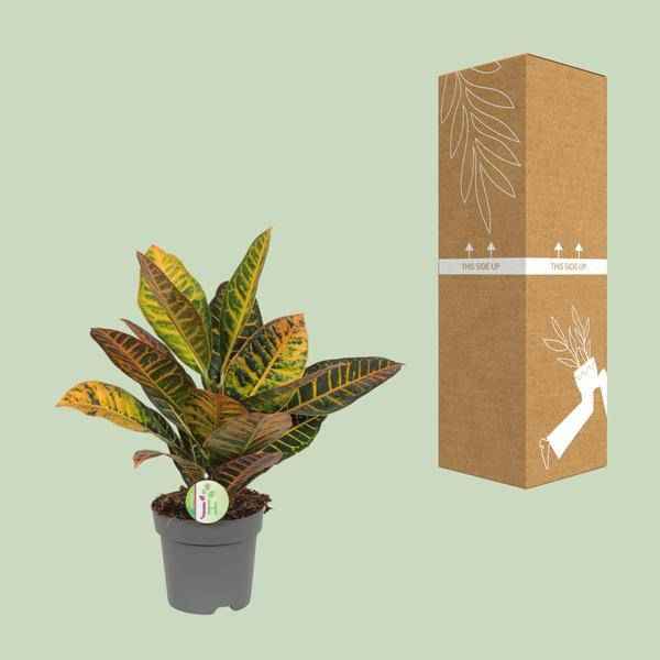 Image of Wunderstrauch Codiaeum 'Petra' – Croton – Ø17cm x H45cm – Bunt gemusterte Zimmerpflanze – Tropisches Laub in Rot, Gelb & Grün – Für Halbschatten-2