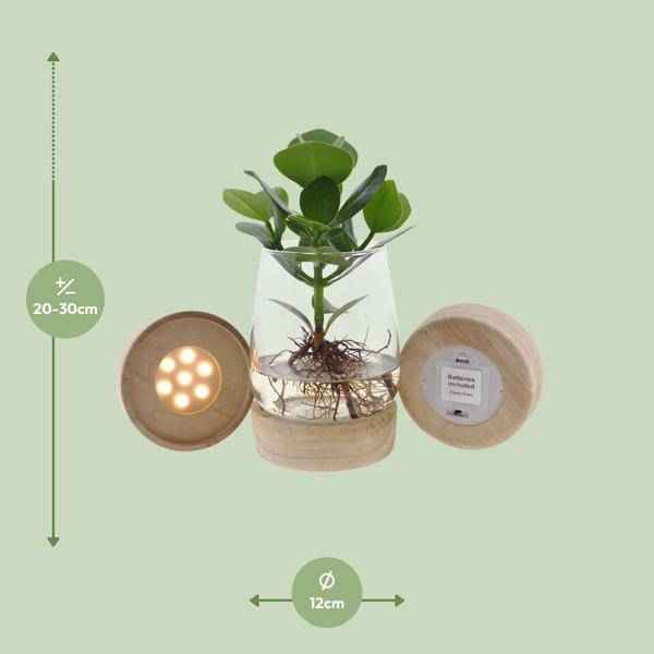 Image of Clusia im Kingston Glas mit LED – Ø12cm – ↕30cm – Hydrokultur im dekorativen Glasgefäß-1
